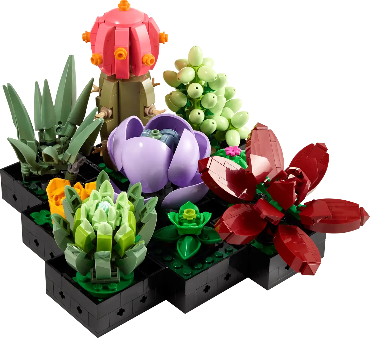 10309 Succulents