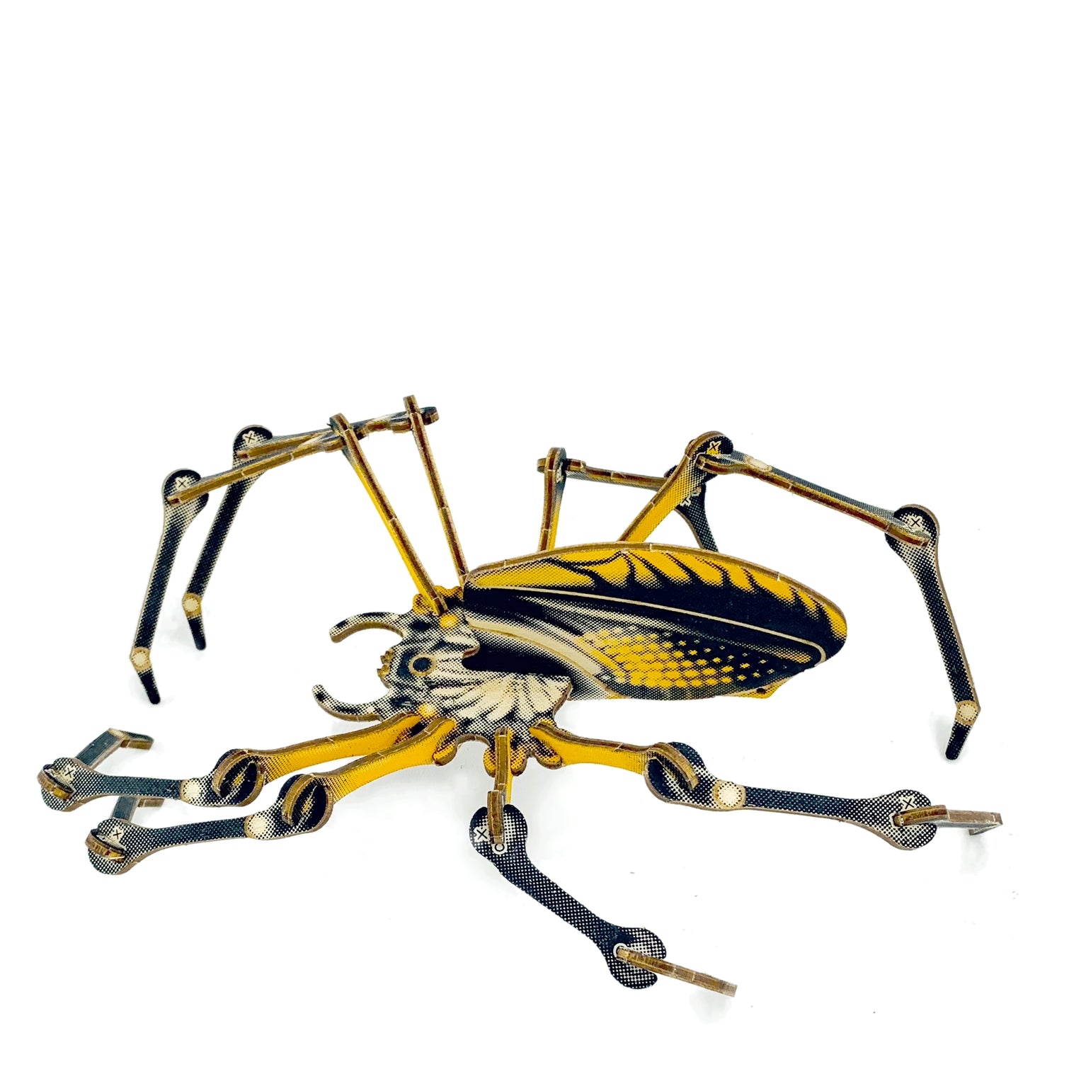 Arthropoda : Spider