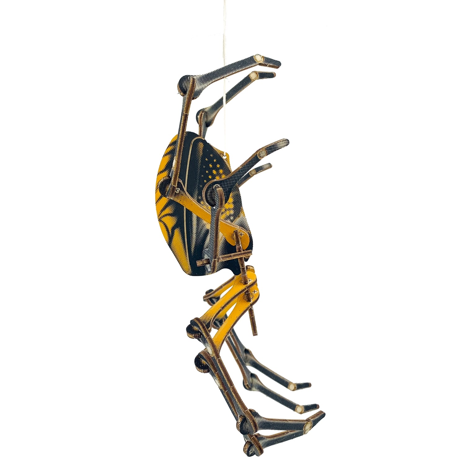 Arthropoda : Spider