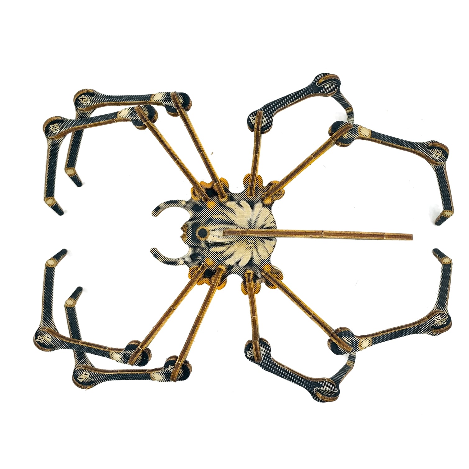 Arthropoda : Spider