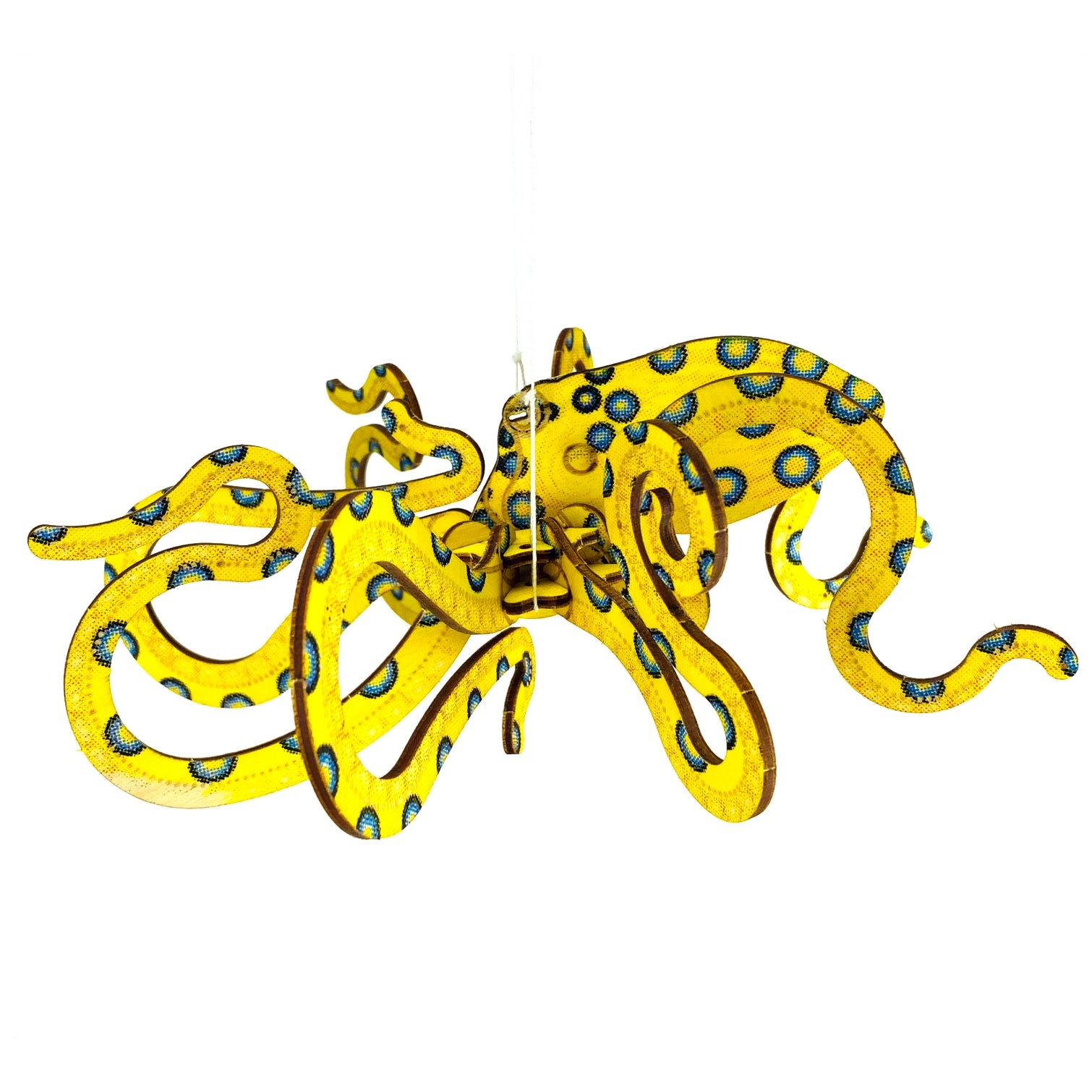 Mollusca : Octopus Blue-Ringed