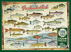 Freshwater Fish of North America puzzle (1000 pc)