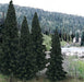 Evergreen Tree Value Pack  Ready Made Trees(tm) -- 4  6" 10.2  15.2cm Pkg(13)